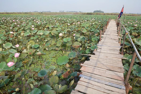 Lotusbloem (nelumbo nucifera) — Stockfoto