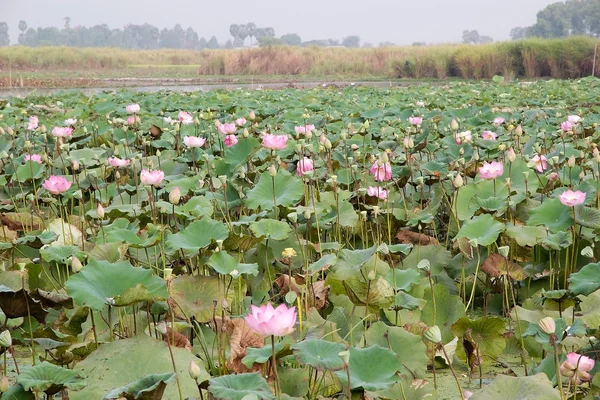 Lotusblume (Nelumbo nucifera)) — Stockfoto