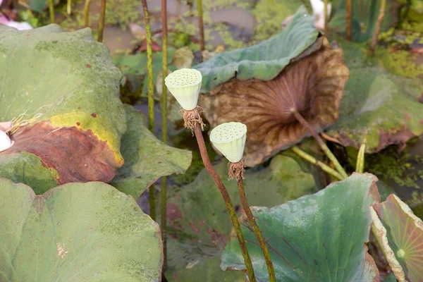 Lotusblomma (nelumbo nucifera) — Stockfoto