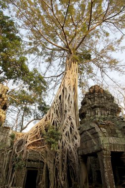 ta prohm Tapınağı