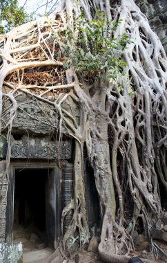 ta prohm Tapınağı