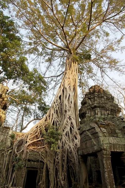 Ta prohm Tapınağı — Stok fotoğraf