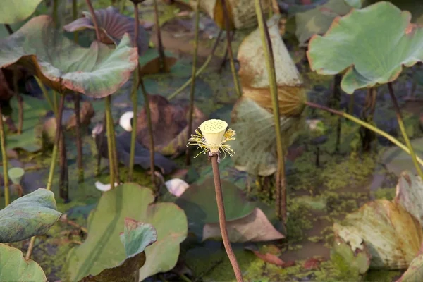 Lotus flower (Nelumbo nucifera) — Stock Photo, Image
