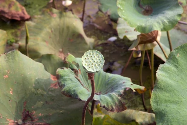 莲花 （荷花) — 图库照片