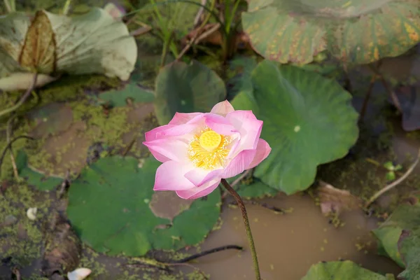 Lotusblomma (nelumbo nucifera) — Stockfoto