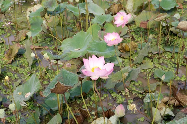Lotusblume (Nelumbo nucifera)) — Stockfoto