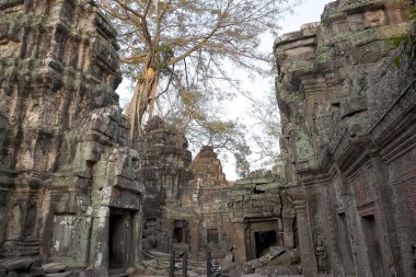 ta prohm Tapınağı