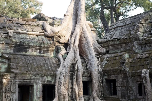 Ta prohm Tapınağı — Stok fotoğraf