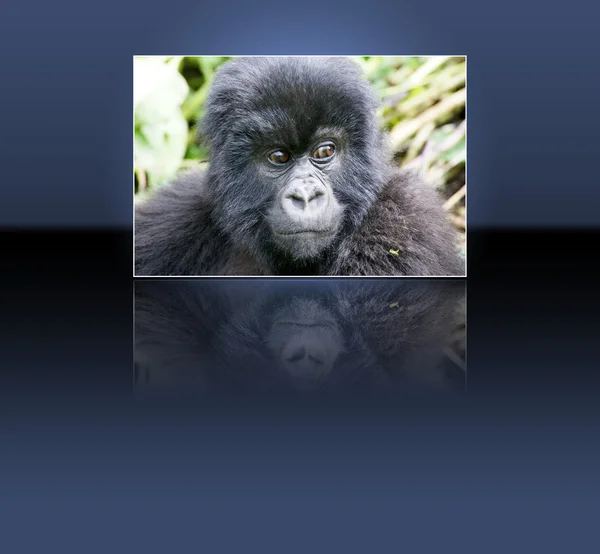 Горная горилла (Gorilla beringei beringei ) — стоковое фото