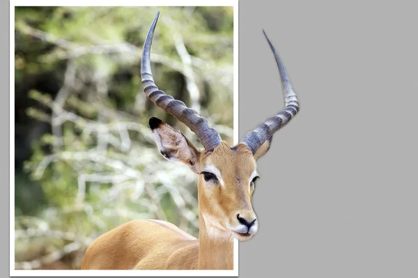 Impala ((Aepyceros melampus) — Foto de Stock