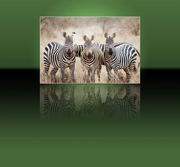 Zebras (Equus burchellii) — Stock Photo, Image