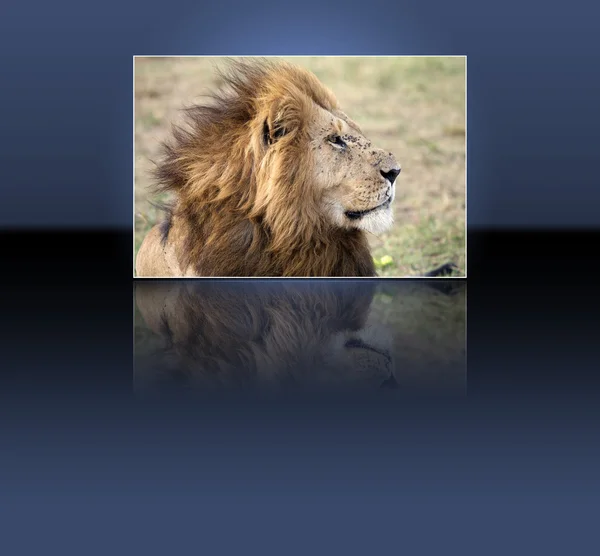 African lion (Panthera leo) — Stock Photo, Image