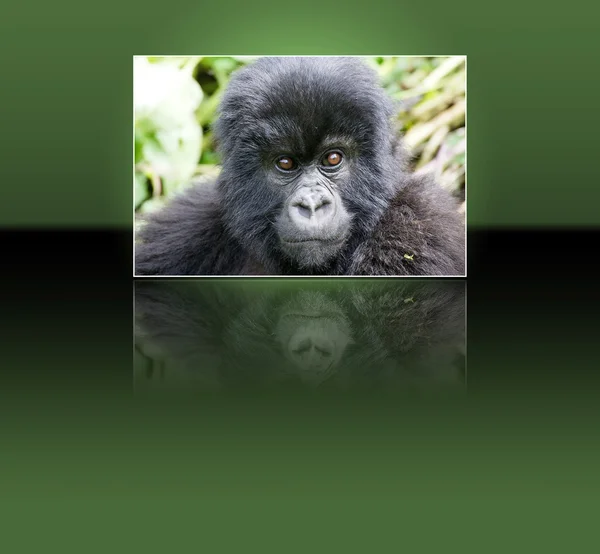 Muntain gorilla (Gorilla beringei beringei) — Stockfoto