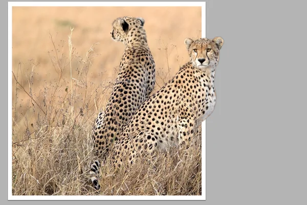 Gepard (Acinonyx jubatus) — Zdjęcie stockowe