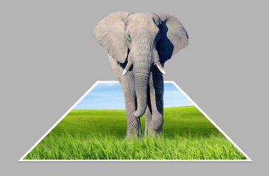 Afrika Fili (Loxodonta africana)