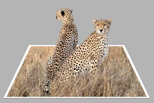 치타 (Acinonyx jubatus) — 스톡 사진