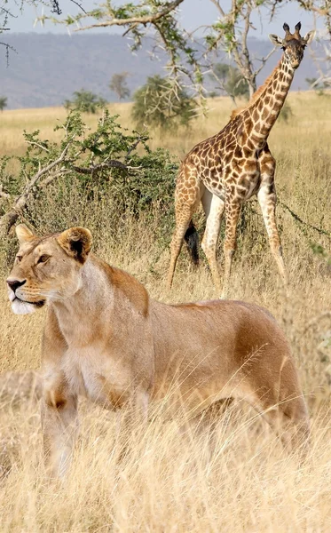 Leona africana (Panthera leo) y jirafa (Giraffa camelopardal — Foto de Stock