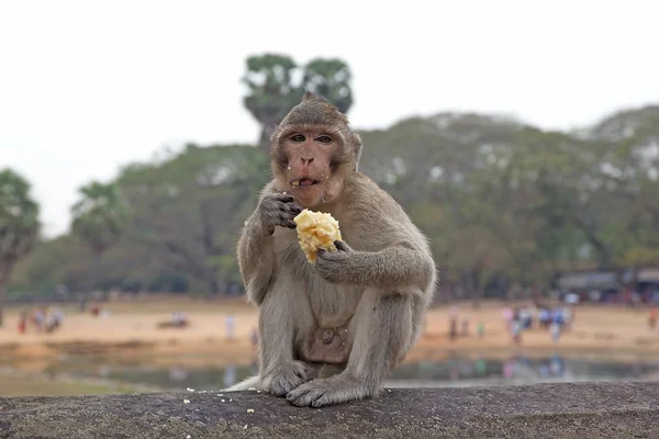 Macaque monkey (Bonnet macaque) — Stock Photo, Image