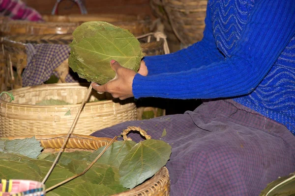 La donna birmana sceglie le foglie di tabacco Myanmar — Foto Stock