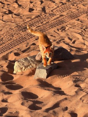 Wadi Rum, Ürdün 'de turistler için çöl kampındaki kedi. Wadi Rum, Ürdün 'ün güneyinde, Akabe' nin yaklaşık 60 km doğusunda yer alan ve kumtaşı ve granit kayalara kesilen bir vadi.