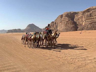 Wadi Rum 'daki Dromedaries, Ürdün. Wadi Rum, Ürdün 'ün güneyinde, Akabe' nin yaklaşık 60 km doğusunda yer alan ve kumtaşı ve granit kayalara kesilen bir vadi.