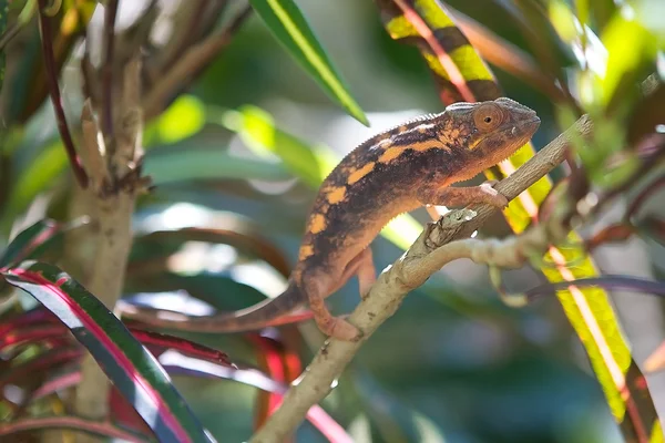 Chameleon Madagascar — Stock Photo, Image