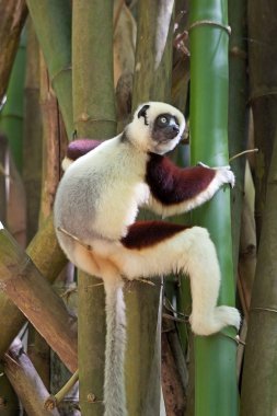 Hamamböceği'nın sifaka (Propithecus coquereli)