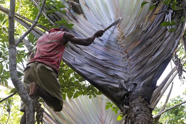 여행자의 팜 (Ravenala madagascariensis) — 스톡 사진