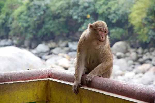 Macaque (Macaca), West Sikkim, India — Stock Photo, Image