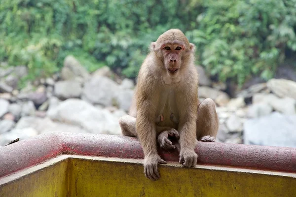 Macaque (Macaca), West Sikkim, India — Stock Photo, Image