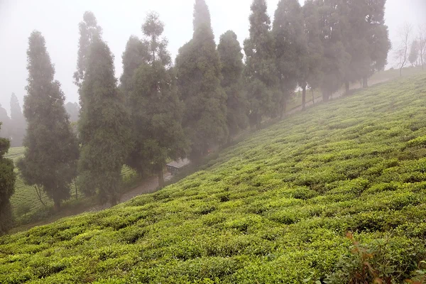 Plantação de chá durante um dia chuvoso — Fotografia de Stock