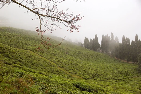Plantation de thé pendant un jour de pluie — Photo