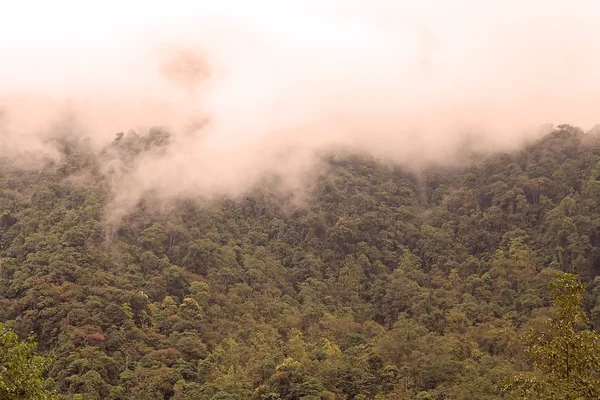 Лес и облака — стоковое фото
