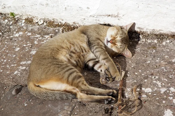 Domestic cat (fe; lis catus ) — стоковое фото