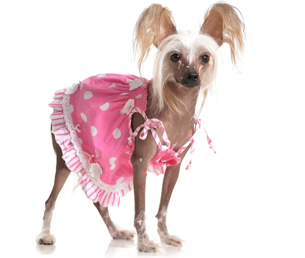 Cute Chinese Crested Dog — Stock Photo, Image