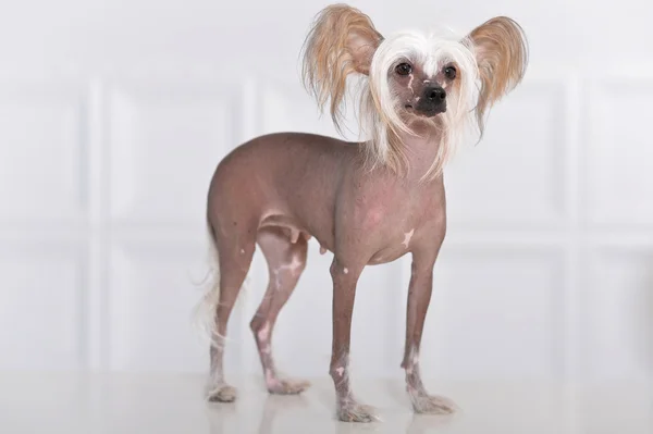 Cute Chinese Crested Dog — Stock Photo, Image