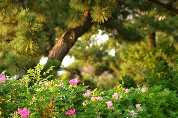 Красивый Цветочный Сад Растениями — стоковое фото