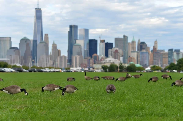 Ptáci Trávníku New York City Panorama Usa — Stock fotografie