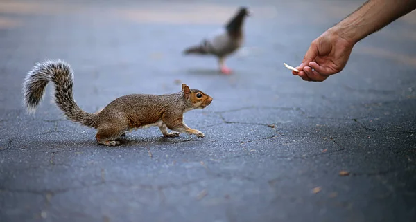 Person Feeding Squirrel City — Stock Photo, Image