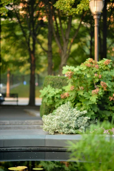 Hermoso Jardín Flores Con Plantas —  Fotos de Stock