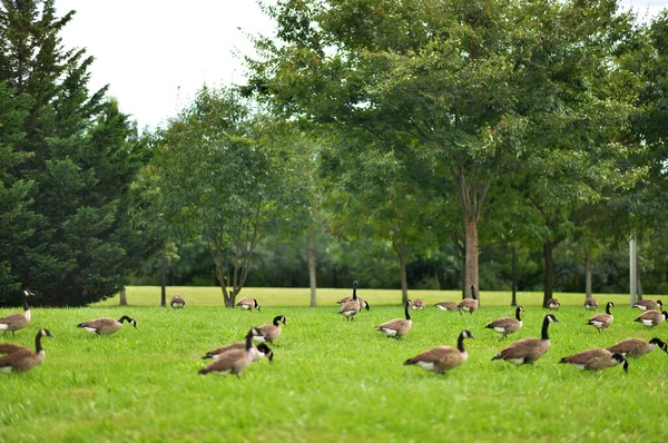 Flock Geese Green Grass — Stock Photo, Image