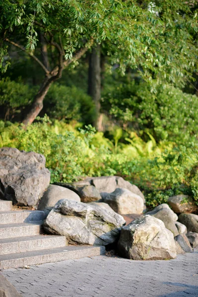 Beautiful Garden Plants Summer — Stock Photo, Image