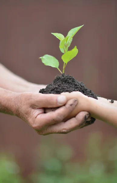 Mãos segurando planta — Fotografia de Stock