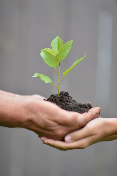 Hands holding plant — Stock Photo, Image