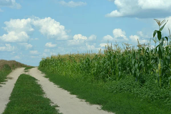 Maisfeld und Himmel — Stockfoto