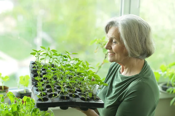 年配の女性が芽を植える — ストック写真