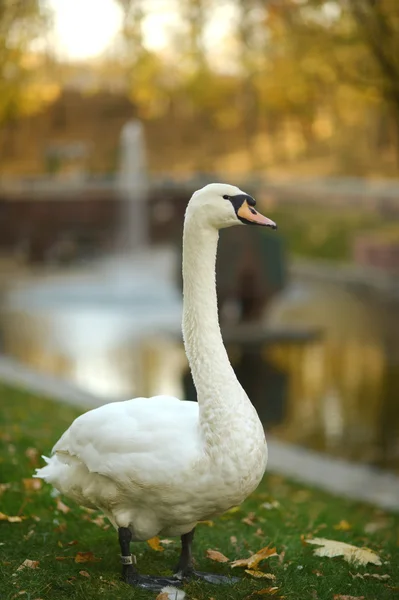 Bílá labuť v parku — Stock fotografie
