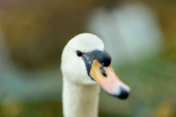 White swan — Stock Photo, Image