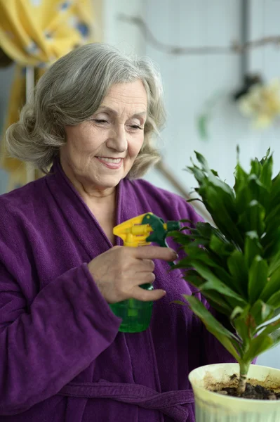 Senior woman watering plant — Stock Photo, Image