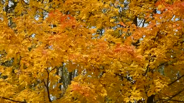 Árbol de otoño con hojas — Vídeo de stock